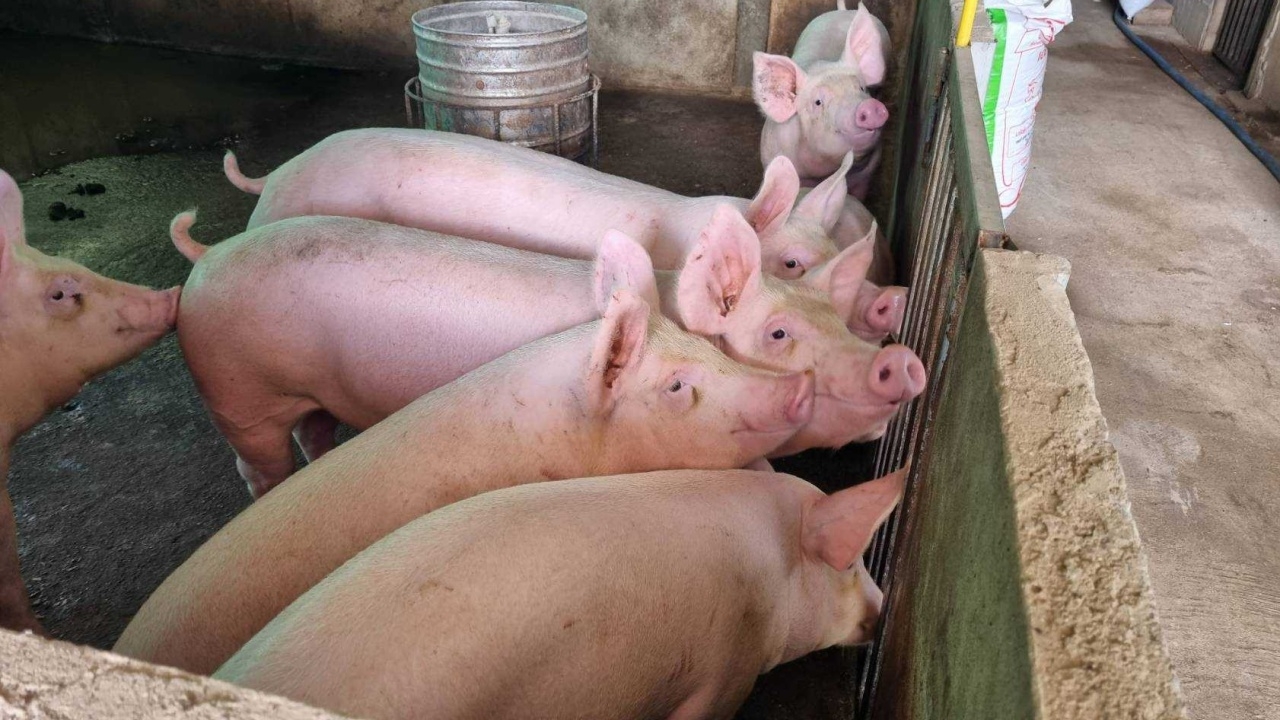  สหกรณ์การเกษตรสันป่าตอง ฟื้นโครงการหมูอินเตอร์ ช่วยสมาชิกมีรายได้ปลดหนี้