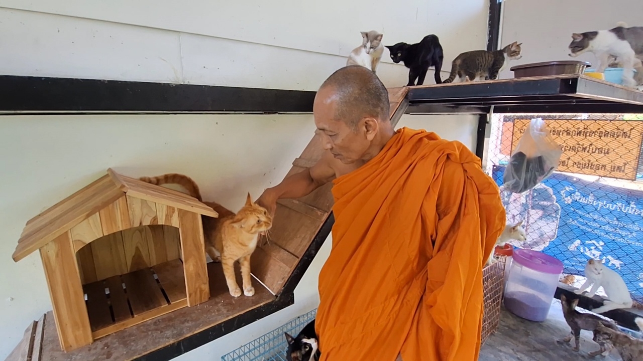 วัดเวฬุวนาราม ยินดีรับเลี้ยงแมว 30 ตัว ที่ถูกทิ้งในคอนโด จ.สมุทรปราการ