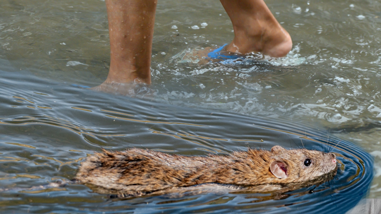 โรคฉี่หนู ฟังดูน่ากลัว แต่ป้องกันได้