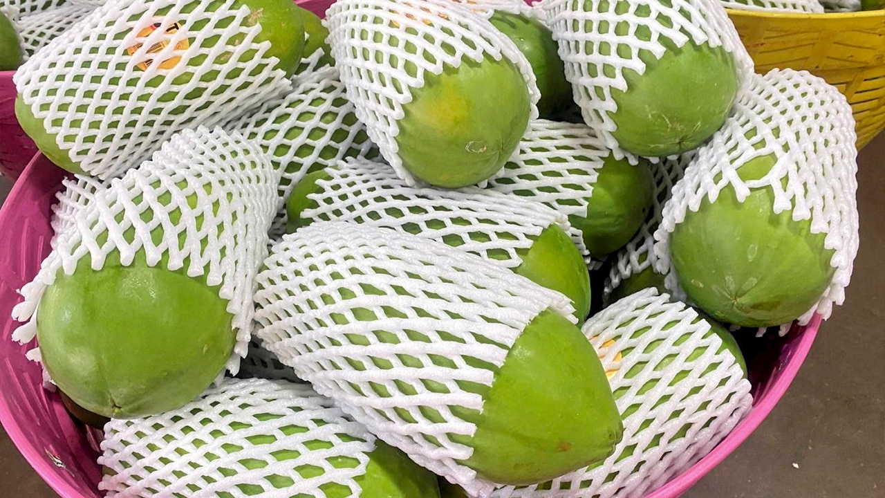 มือใหม่หัดปลูกมะละกอ เหลือเชื่อ ไม่ถึงปี คืนทุน