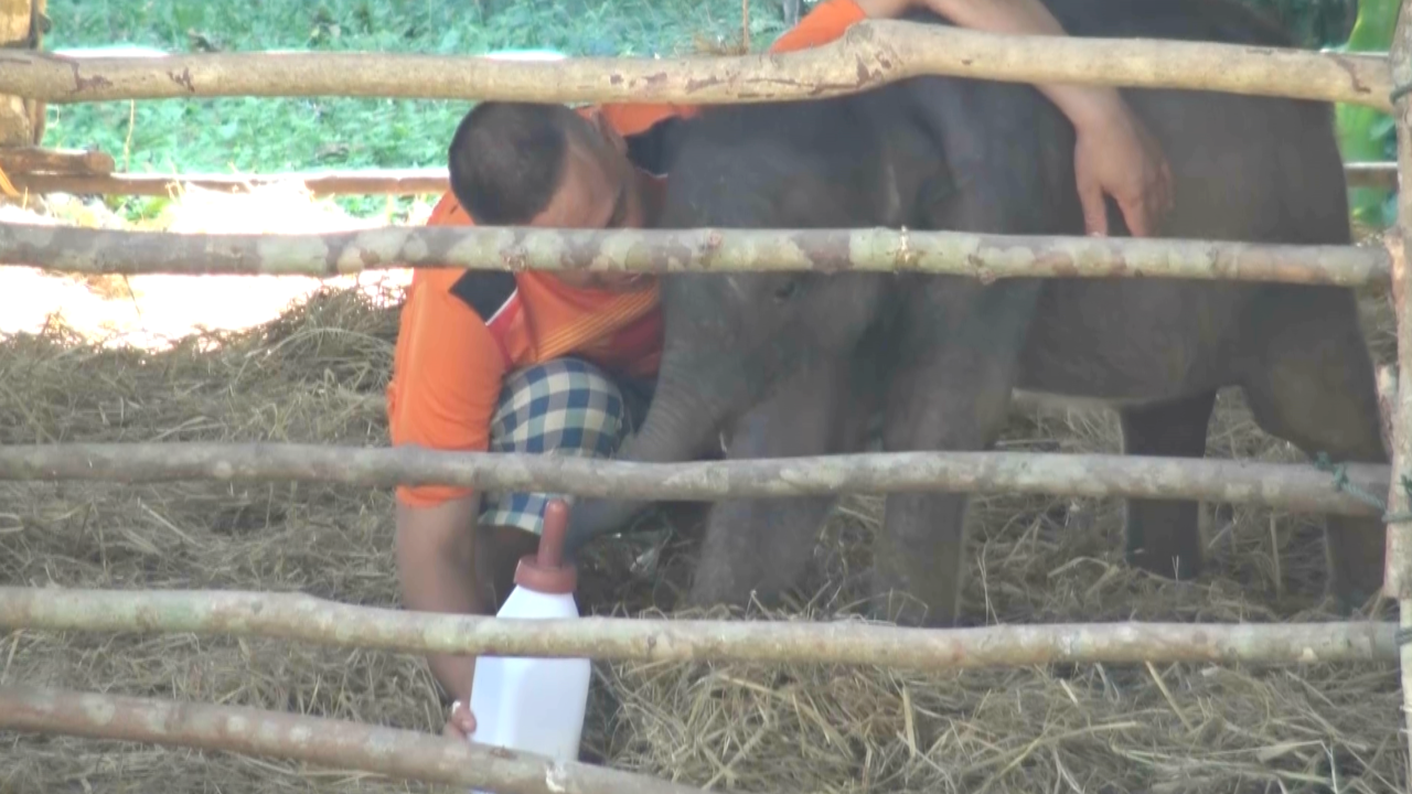 เตรียมเคลื่อนย้าย "น้องกันยา" ลูกช้างป่าพลัดหลงสู่ฟาร์มช้างเชียงใหม่