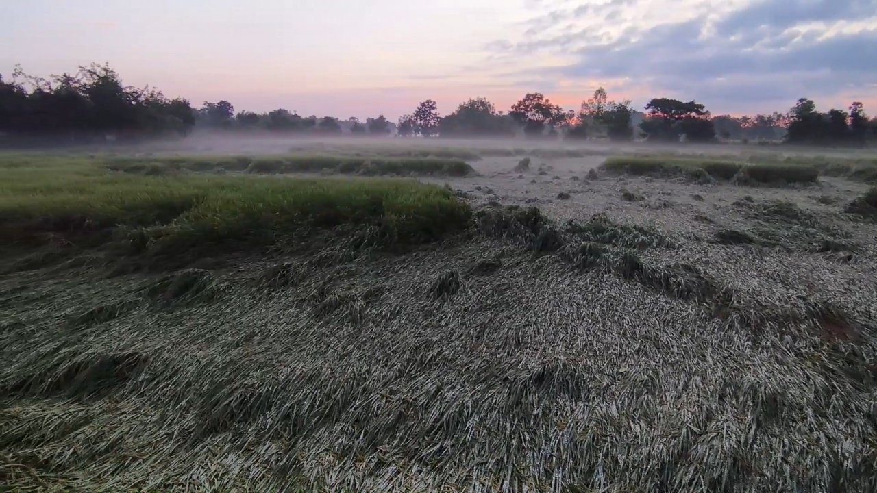 อุทัยธานีฝนตกลมแรง ทำนาข้าวเสียหายหลายพื้นที่ ทั้งที่อีกไม่กี่วันใกล้เก็บเกี่ยว