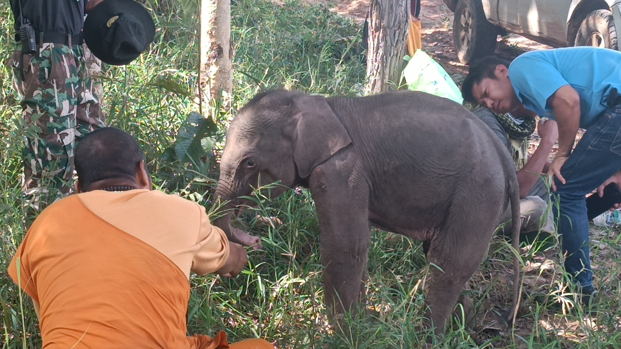 พบลูกช้างป่าหลงโขลง เดินวนเวียนริมชายป่าทับลาน เจ้าหน้าที่เร่งช่วยเหลือ