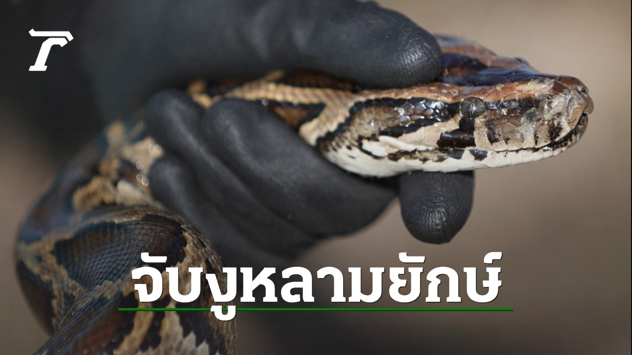 Astonished: Florida snake hunter encounters second giant Burmese python ...