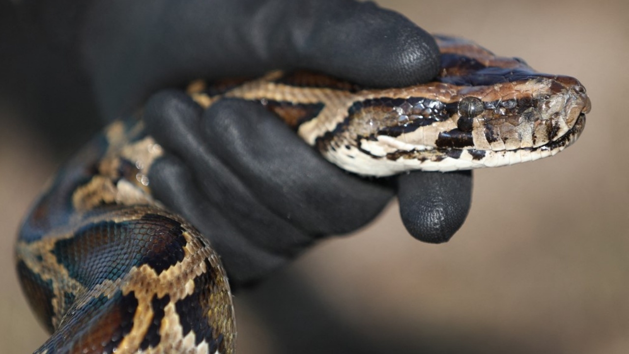 Astonished: Florida snake hunter encounters second giant Burmese python (clip)