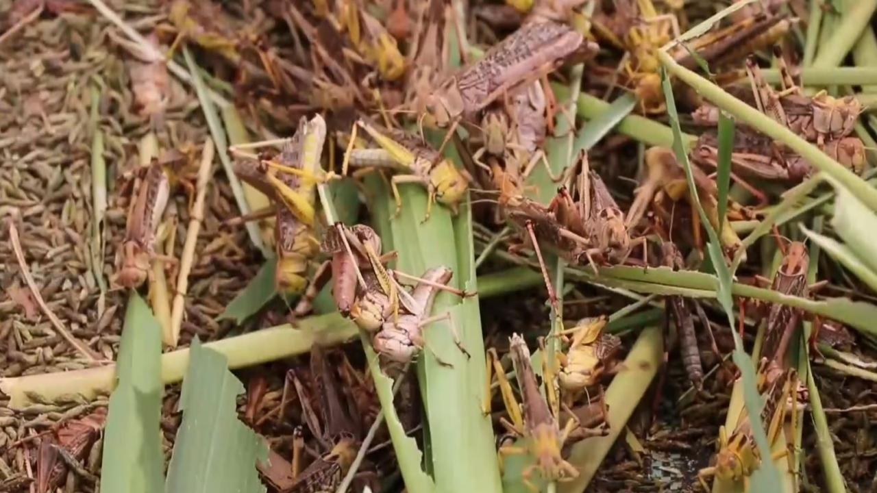 อย่าเป็นนักบุญคนบาปทำไร่นาเสียหาย เกษตรจังหวัดเตือน ไม่ทำบุญปล่อยตั๊กแตน