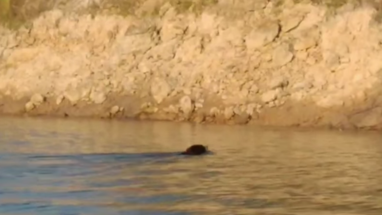 คลิปหาชมยาก "หมีหมา" สัตว์ใกล้เสี่ยงสูญพันธุ์ ขณะกำลังว่ายน้ำข้ามฝั่ง