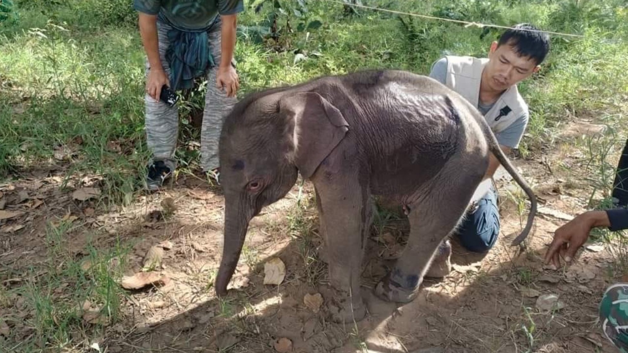 แม่ไม่มารับ เจ้าหน้าที่ย้าย "ลูกช้าง" หลงโขลงกลับหน่วย หลังพบรอยเสือโคร่งโผล่