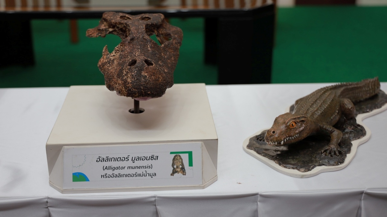 ค้นพบซากดึกดำบรรพ์ "อัลลิเกเตอร์แม่น้ำมูล" สายพันธุ์ใหม่ของโลก ที่ประเทศไทย