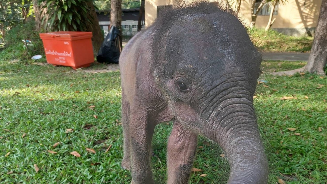 อัปเดตความคืบหน้า การดูแล "น้องกันยา" ลูกช้างป่าภูวัวพลัดหลง