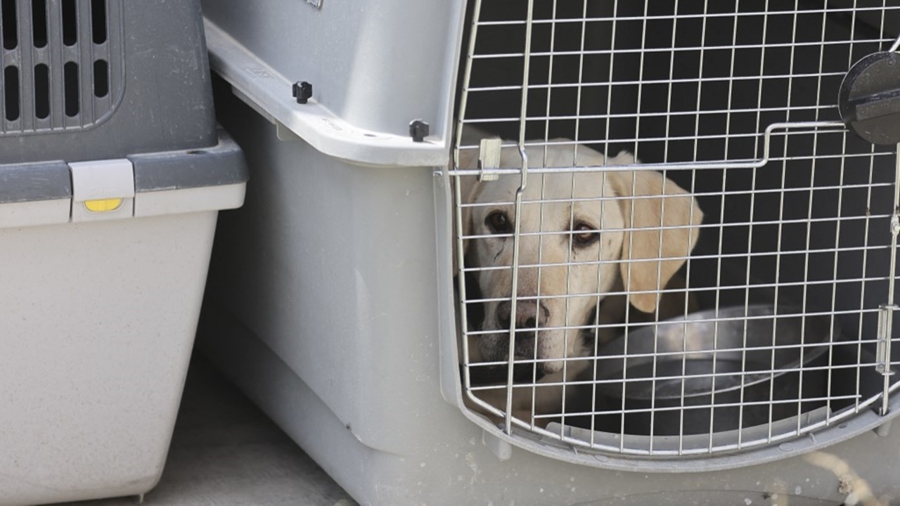 สเปนช่วยสัตว์ 400 ตัว จากแก๊งค้าสัตว์เลี้ยงเถื่อน จับอีก 13 คน