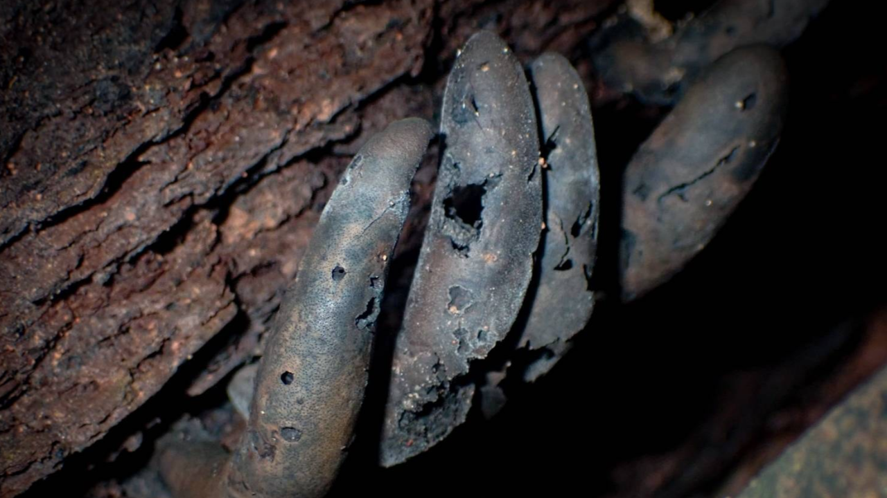 แค่ชื่อก็ชวนขนหัวลุก พารู้จัก "เห็ดนิ้วมือคนตาย" คล้ายมือมนุษย์สีดำ