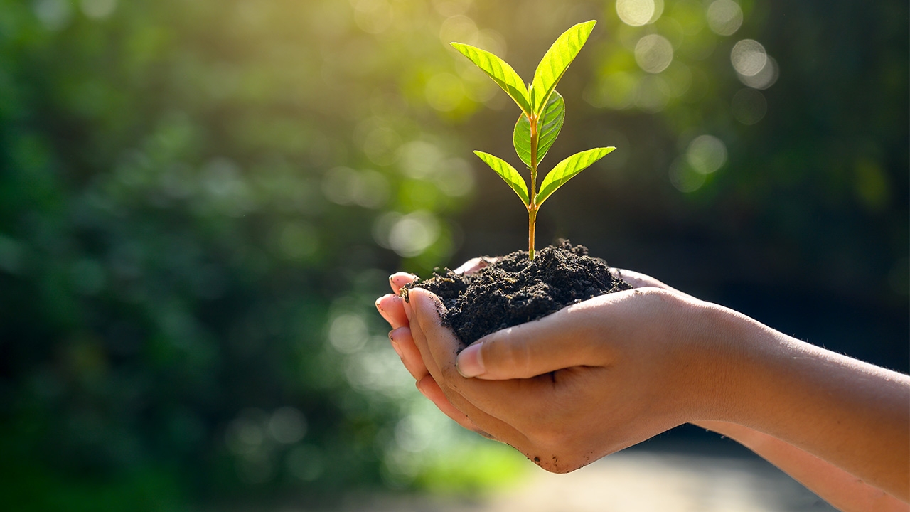 กรมป่าไม้จัดงาน "วันรักต้นไม้" แจกกล้าไม้ฟรี