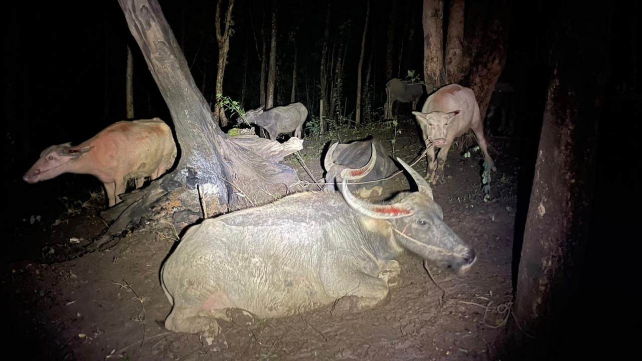 กรมอุทยานฯ ดำเนินคดีคนลักลอบนำเข้า "โคกระบือเถื่อน" จากประเทศเพื่อนบ้าน