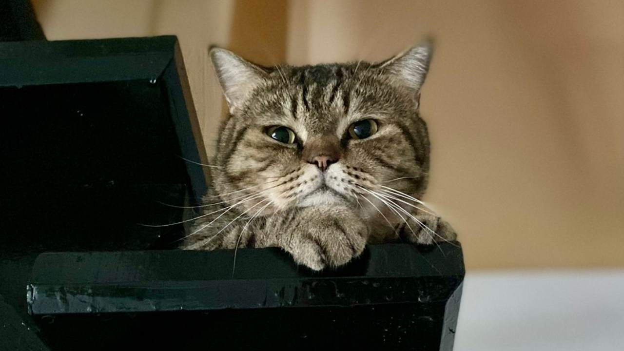 สาวทุกข์ใจ ประกาศตามหา "แมวหาย" จากบ้านย่านพหลโยธิน 48 ใครเจอมีรางวัลนำส่ง