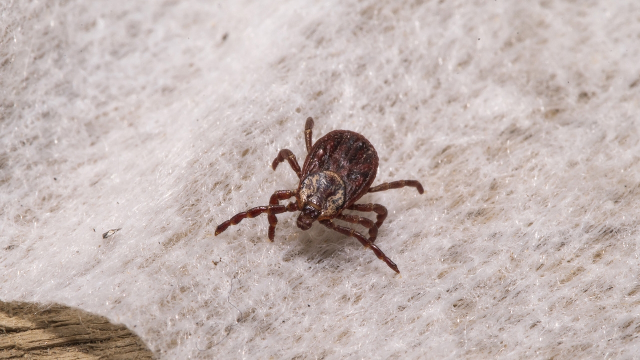 สายกางเต็นท์เดินป่า ระวังไรอ่อนกัดติดเชื้อ