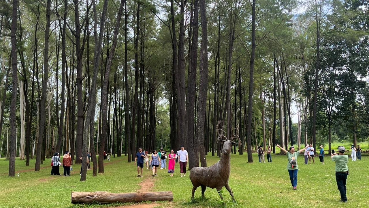 นักท่องเที่ยวแห่ชม สวนสนและไร่ชาที่ อ.แม่แตง ชิมชาจิบกาแฟ พาเงินสะพัดทั้งอำเภอ