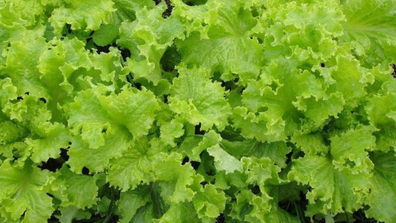 เตือนเกษตรกรปลูกผักสลัดในช่วงฤดูฝน ต้องเฝ้าระวังโรคใบจุดสาเหตุจากเชื้อรา