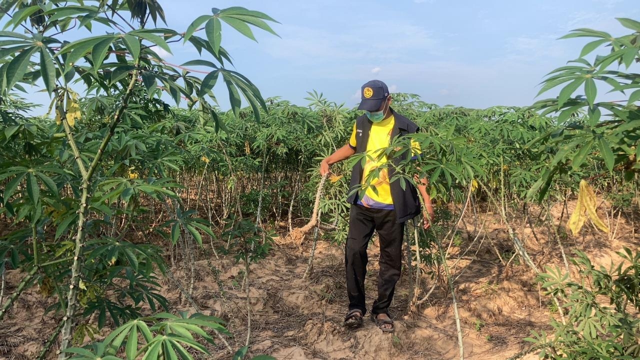 โจรแสบบุกไร่มันสำปะหลัง ลักขุดกลางดึก ทำเกษตรกรโคราชเสียหายนับหมื่นบาท