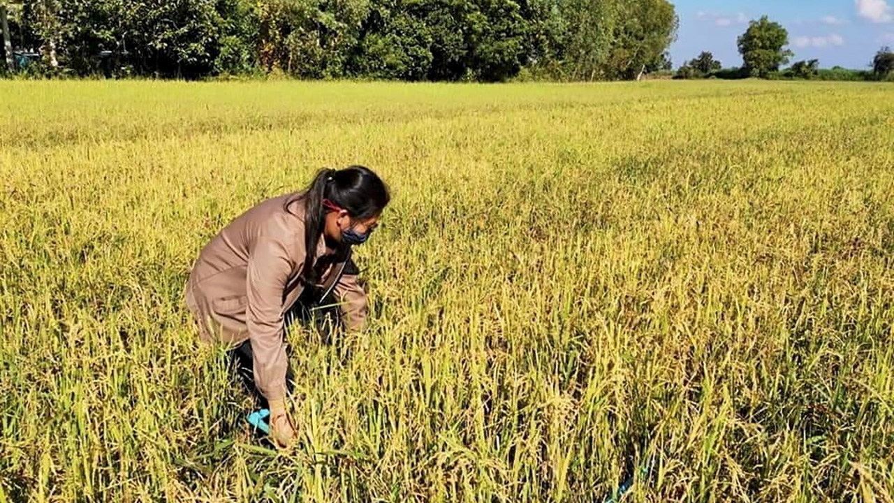 เอลนีโญออกฤทธิ์นาข้าว เหนือตอนล่างเจอแล้งซ้ำท่วม