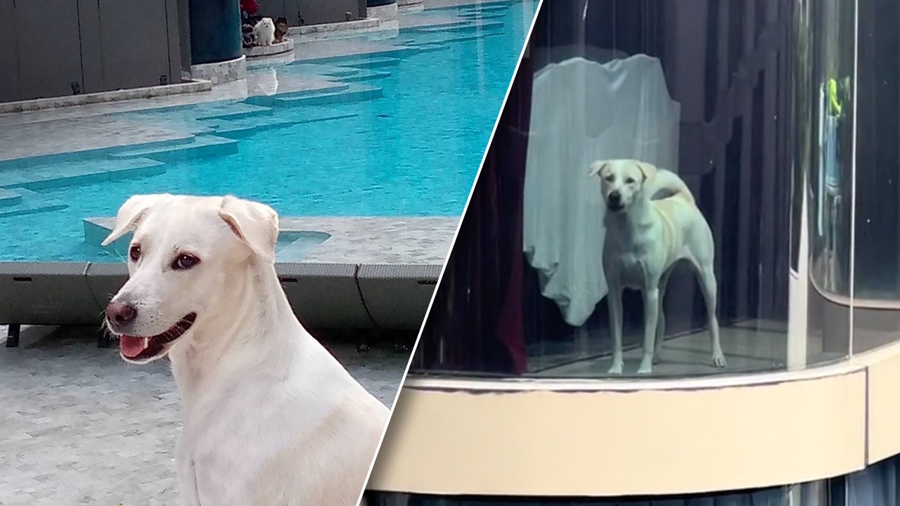 ชีวิตพลิกผันของ "ดิ๊กกี้" จากหมาจร สู่เจ้าของไวรัลดัง "น้องหมาอยู่คอนโดแพง"