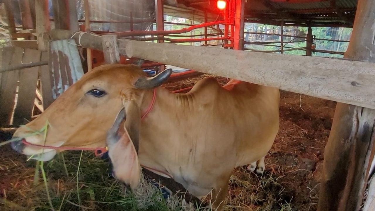 พบวัวของชาวบ้านใน อ.ห้วยแถลง โคราช ป่วยด้วยโรคลัมปีสกิน ทำตายไปแล้ว 4 ตัว 