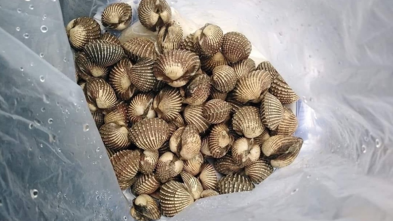 อบต.แสมสารคุมเข้ม สุ่มตรวจร้านอาหารทะเล หลังลูกค้าโวยถูกหลอกให้ซื้อหอยเน่า