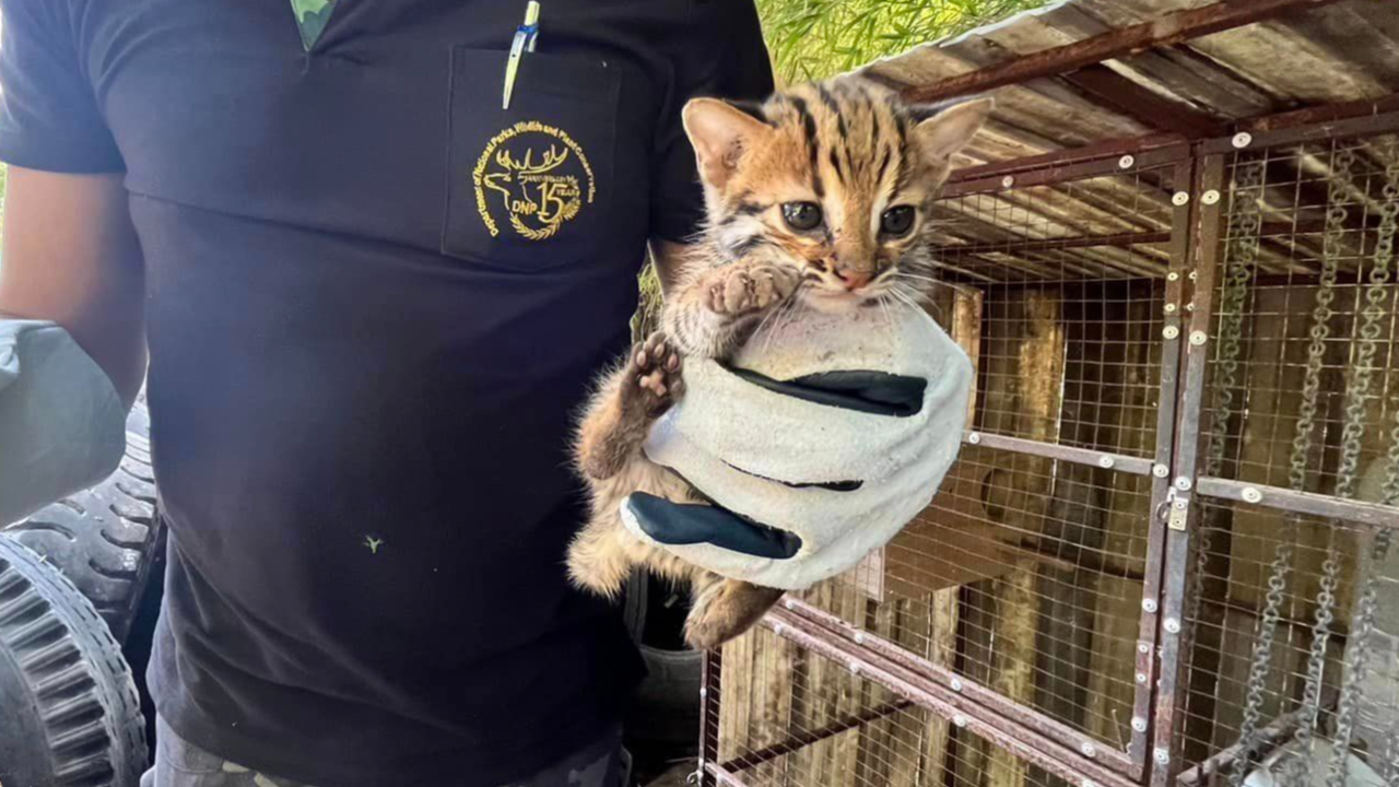 เจ้าหน้าที่ช่วย 2 "ลูกแมวดาว" พลัดหลง เตรียมปล่อยคืนธรรมชาติ