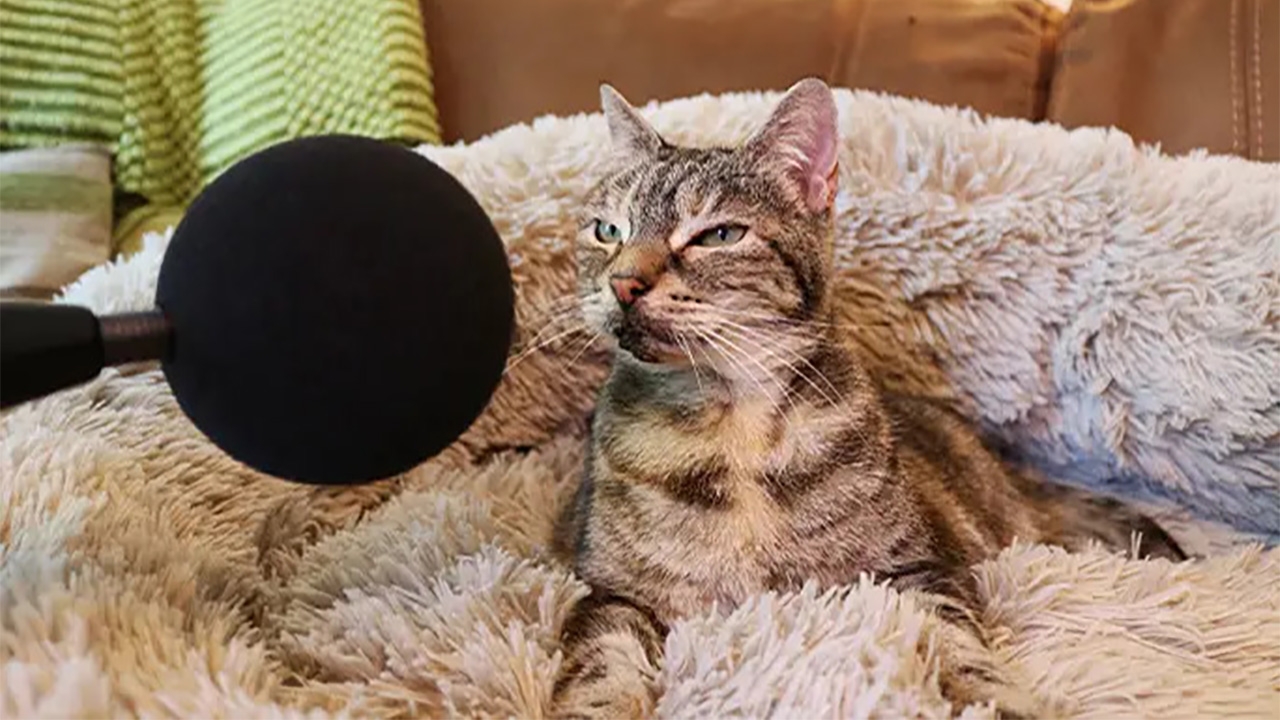 Bella the Cat: The World’s Loudest Purring Cat