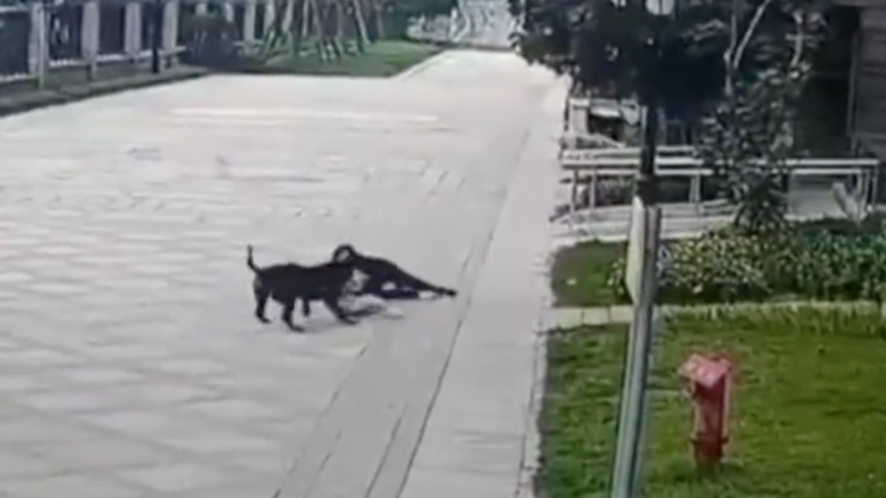 สุดหวาดเสียว ร็อตไวเลอร์หลุดกัดเด็กจีน 2 ขวบจนไตฉีก (คลิป)