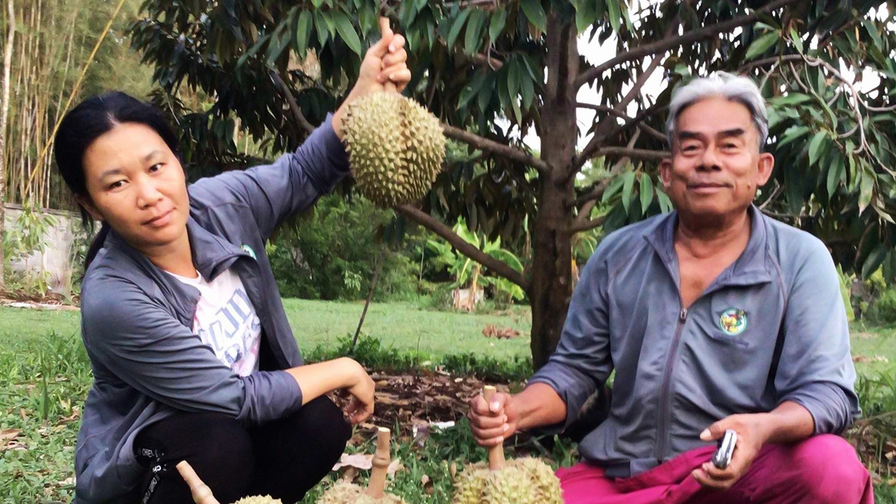 ออกแล้วทุเรียนลำปาง ดินภูเขาไฟแม่เมาะ รุ่นแรกเปลือกบางเนื้อแน่น หอมหวานละมุน