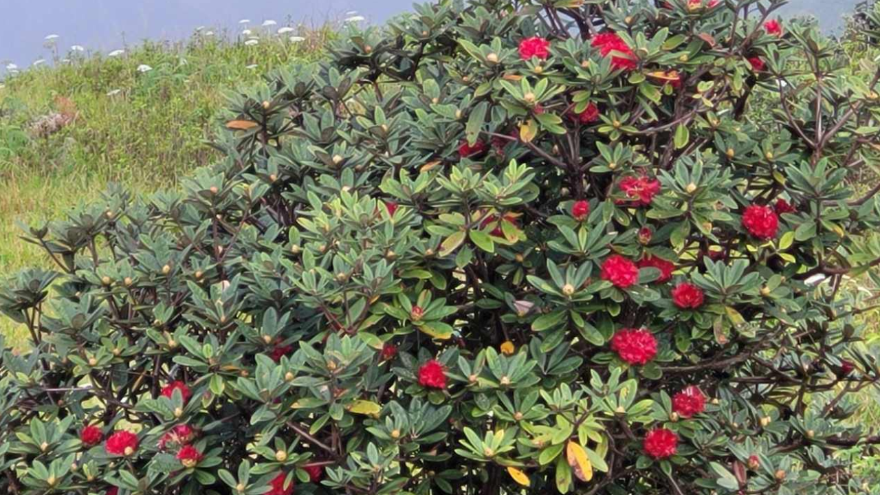 ดอกกุหลาบพันปีบานแล้ว ดอยอินทนนท์ เปิดเส้นทางศึกษาธรรมชาติ 1 พ.ย.นี้ 