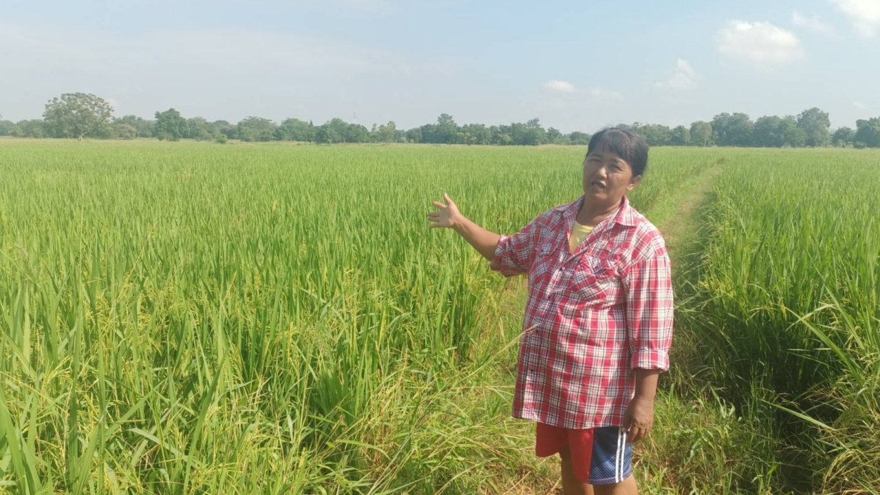 ชาวนาอุทัยธานียิ้มข้าวราคาขึ้นตันละกว่าหมื่นบาทฯ รอเกี่ยวขายไปใช้หนี้ต่อทุน