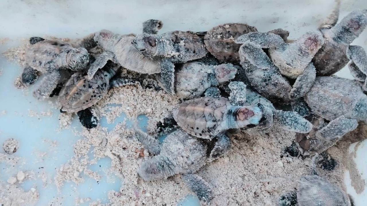 ข่าวดี "ลูกเต่ากระ" ฟักอีก 72 ตัว ที่อุทยานแห่งชาติอ่าวสยาม (เตรียมการ)