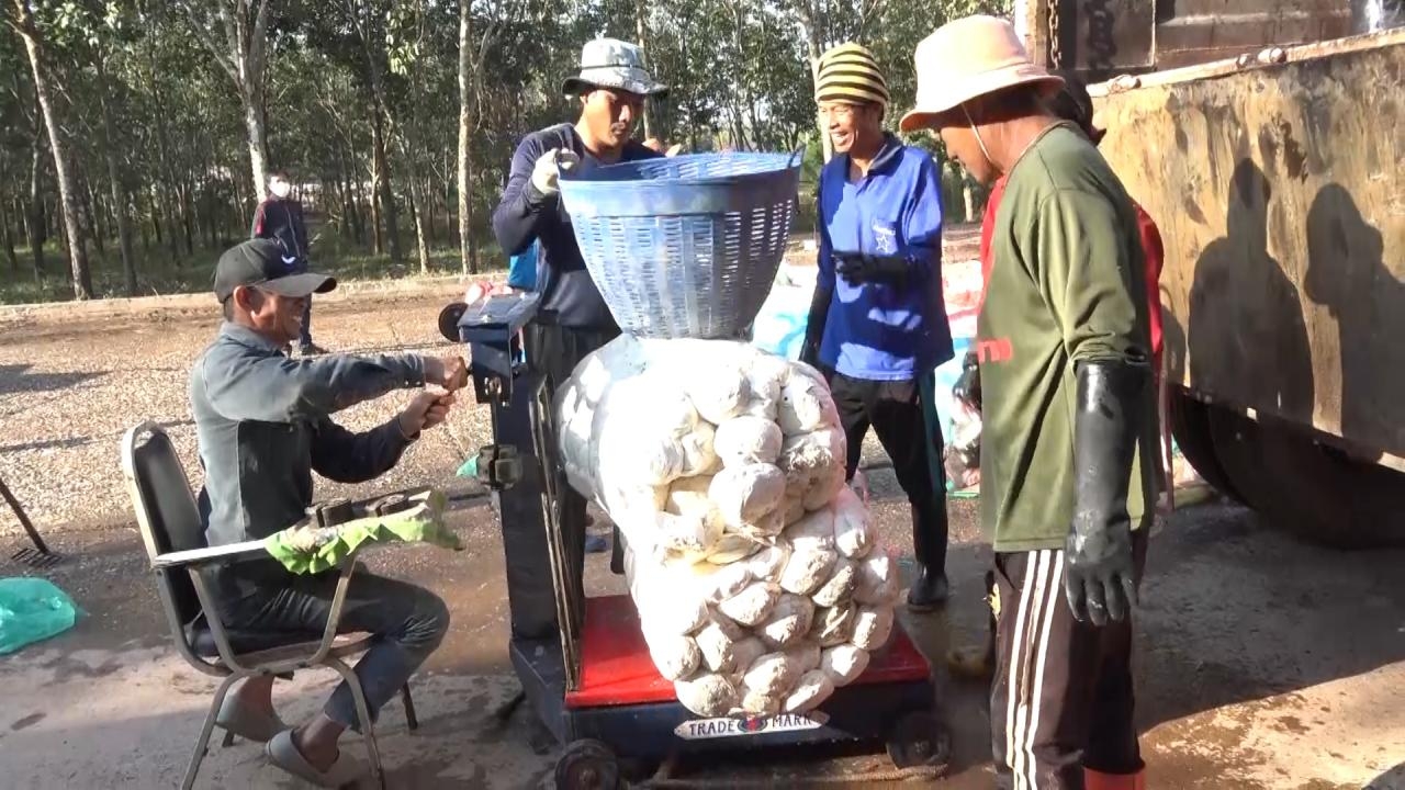 บึงกาฬอากาศเริ่มหนาวเย็น ต้นยางฯให้น้ำยางมากเกษตรกรยิ้ม ราคาทะลุ กก.ละ 30 บาท