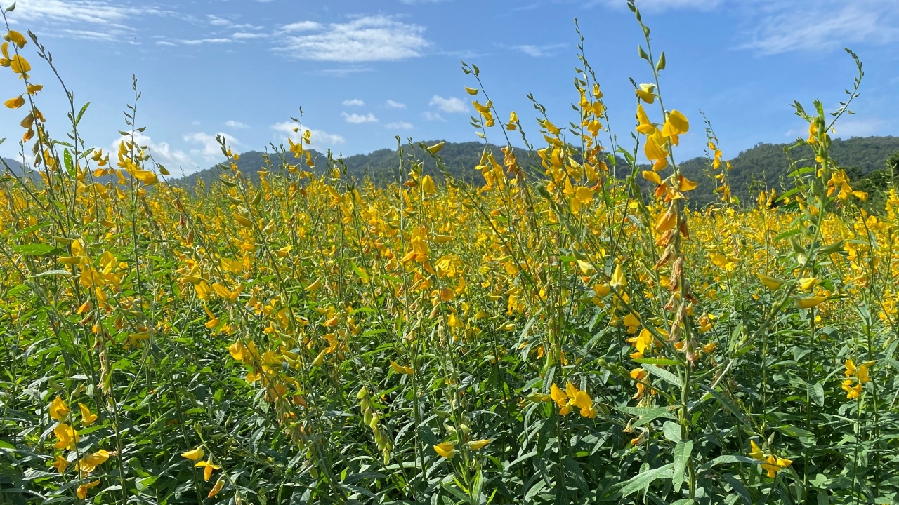 กรมพัฒนาที่ดิน เชิดชูเกษตรกรต้นแบบ ผลิตเมล็ดพันธุ์พืชปุ๋ยสด เพื่อขยายวงกว้าง
