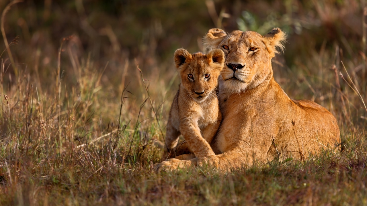 เฉลยแล้ว ที่มาประกาศรับสมัครคนดูแล "สิงโต" หลังโซเชียลถาม "คนเก่าไปไหน"