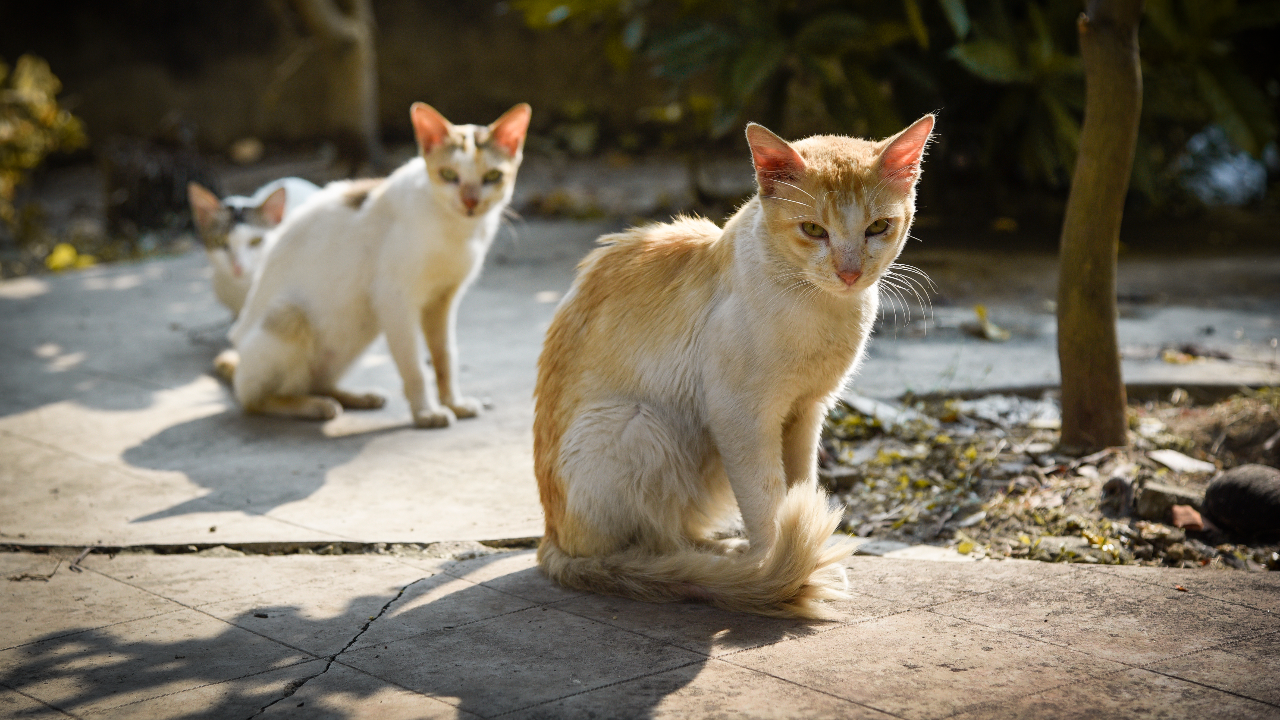 ตำรวจจีนช่วยแมว 1,000 ตัว ขณะถูกส่งไปฆ่า หลอกขายเป็นเนื้อหมู