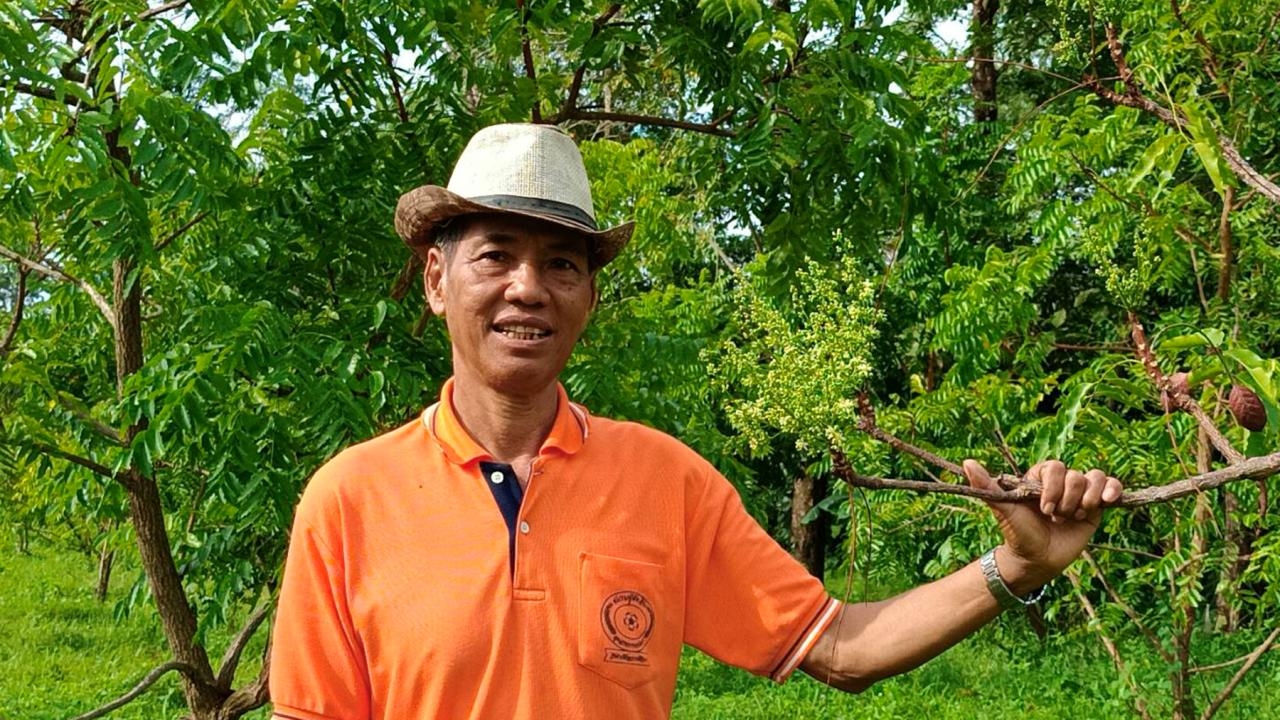 ชาวสวนสะเดามันปราจีนฯ วอนสื่อช่วยเชื่อมตลาด ออกดอกสะพรั่งแต่ไม่มีพ่อค้ามาซื้อ