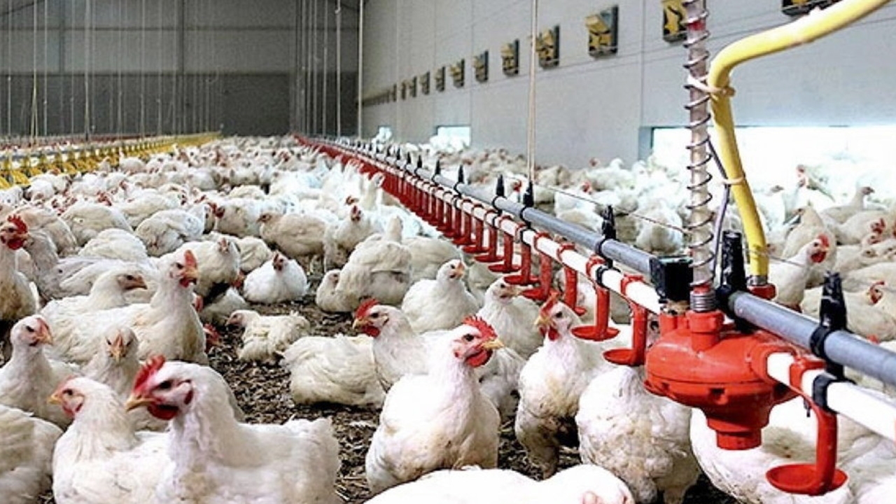 ไก่ดัดแปลงพันธุกรรม