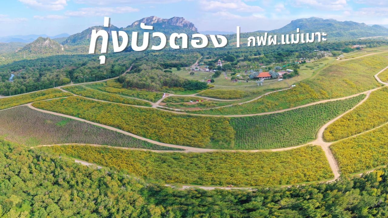 กฟผ.เปิดเทศกาลท่องเที่ยวแม่เมาะ ชู "ทุ่งดอกบัวตอง" กว่า 200 ไร่ เริ่ม 1 พ.ย. 66