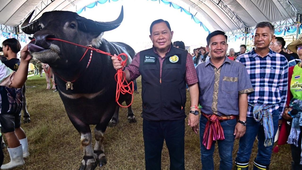 ไชยา เปิดงานมหกรรมควายไทยเมืองหนองบัวลุ่มภู ชูพัฒนาสายพันธุ์ไทยสู่ระดับสากล