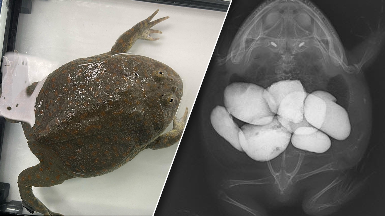 ว้าวุ่นเลยทีนี้ น้องกบ กลืนหินเข้าไปเต็มท้อง ผิดสังเกตไม่ลอยตัวเหนือน้ำ (คลิป)