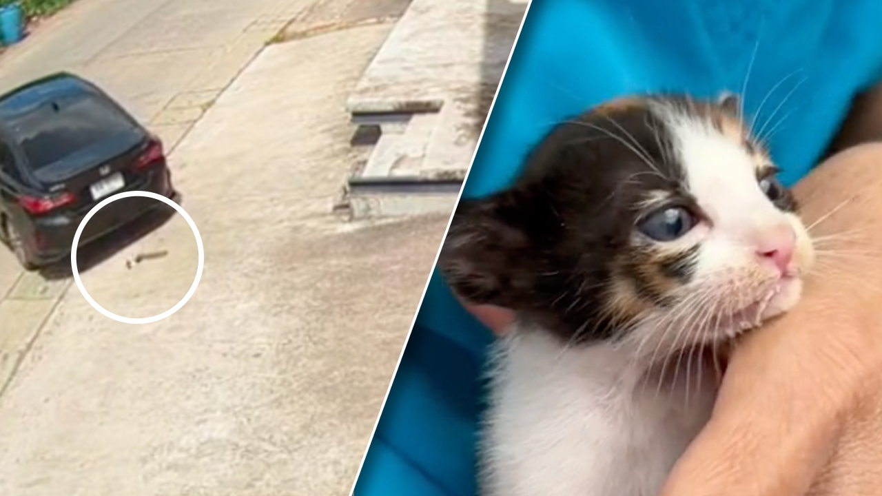 วาสนาผู้ใด แมวน้อยติดท้องรถ หล่นตุ้บหน้า รพ.สัตว์ โชคดีเจอคุณหมอรับเลี้ยง