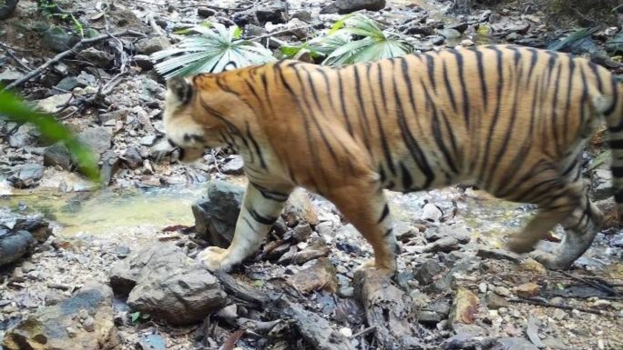 เห็นตัวเป็นๆ ครั้งแรก "เสือโคร่งมลายู" สุดยอดสัตว์ผู้ล่า บนผืนป่าฮาลา-บาลา