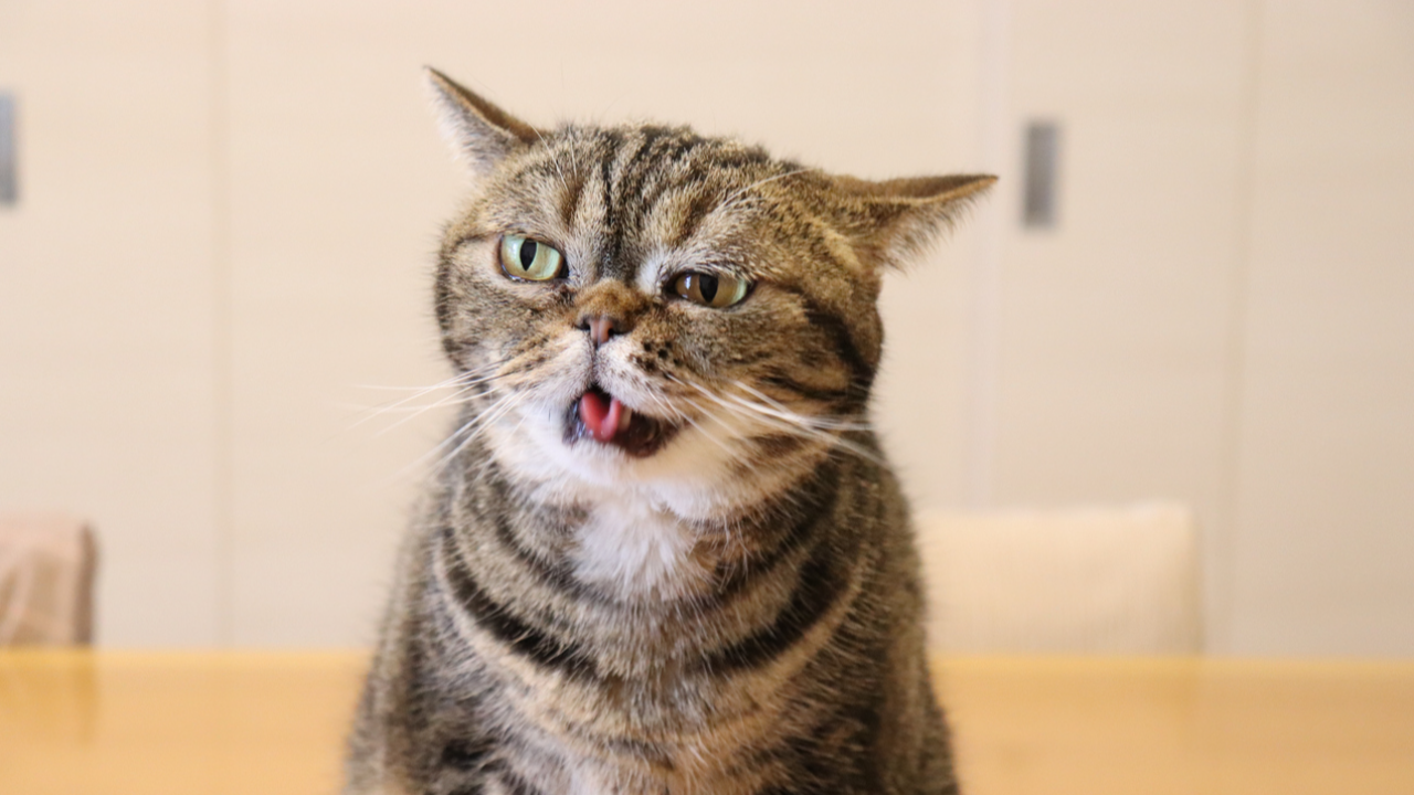 นักวิจัยเผย แมวมีการแสดงออกทางสีหน้าที่แตกต่างกันถึง 276 แบบ 