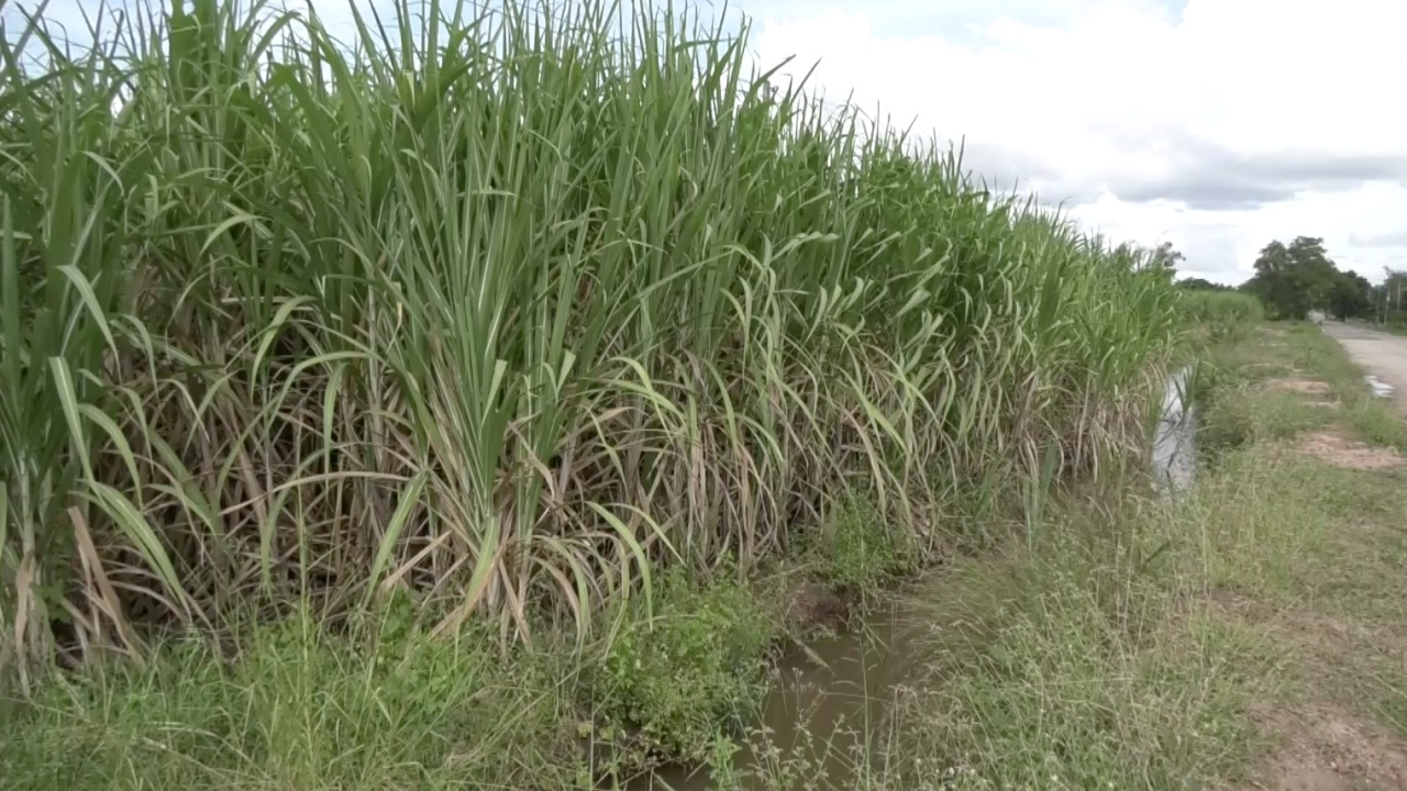 เกษตรกรผู้ปลูกอ้อยโคราช มองรัฐคุมราคาน้ำตาลไม่กระทบ โรงงานยังรับซื้อราคาปกติ