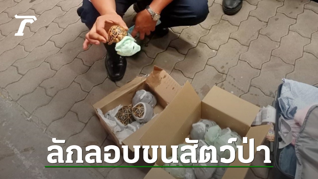 Illegal Wildlife Smuggling Attempt Discovered at Suvarnabhumi Airport: 17 Indian Star Tortoises Seized