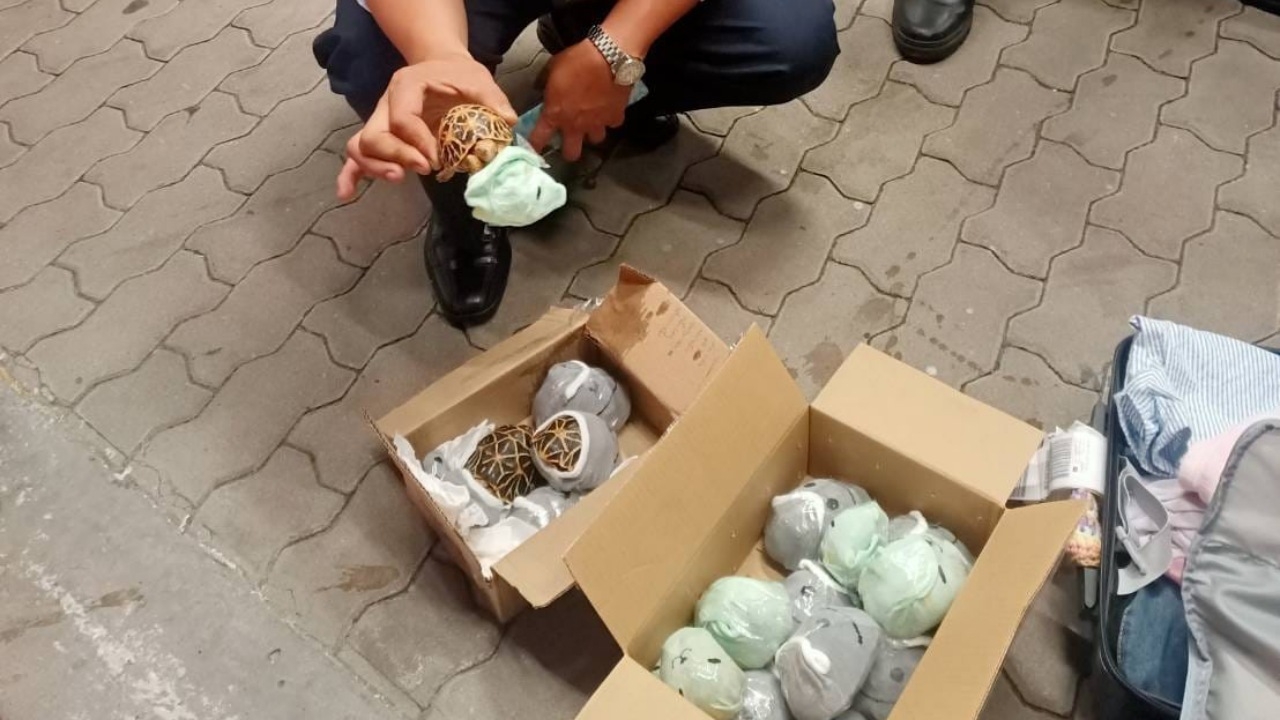 สาวไทยลักลอบขน เต่าดาวอินเดีย 17 ตัว ใส่กระเป๋าเดินทาง เตรียมนำข้ามไปไต้หวัน