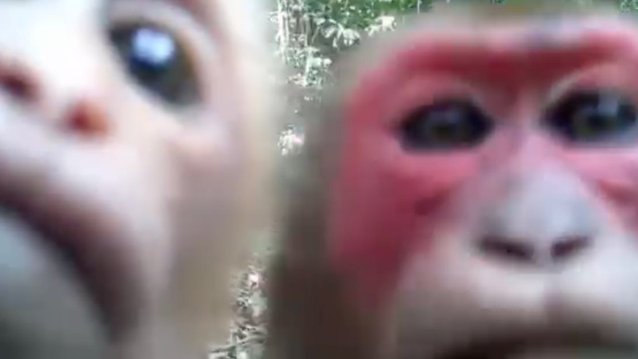 ขอจุ๊บได้มั้ย เปิดคลิป "ลิงเสน" โผล่โชว์ท่าสุดน่ารัก ผ่านกล้องดักถ่าย